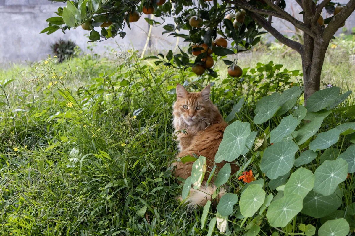 Chatterie des Rives de l'Ouche